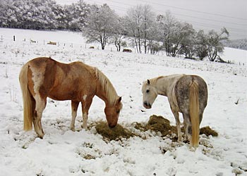 Pferde im Schnee