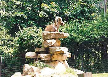 Steinbock im Zoo